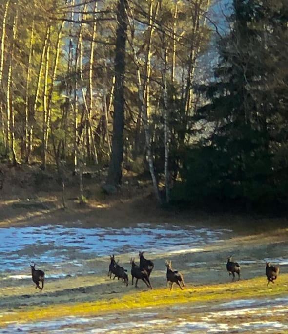 La Baita Nel Bosco Morgex Zewnętrze zdjęcie
